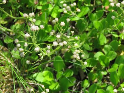 Antennaria racemosa, photographed by Erin Springinotic