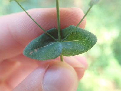 Hypericum pulchrum, photographed by Matteo Marcandella