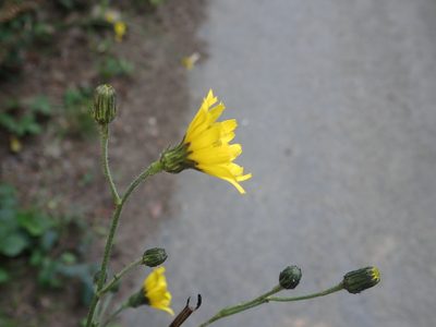 Hieracium sabaudum, photographed by Matteo Marcandella