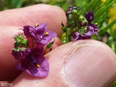 Diascia parviflora, photographed by Chris Vynbos