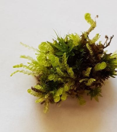Solenostoma gracillimum, photographed by Helen Waterman