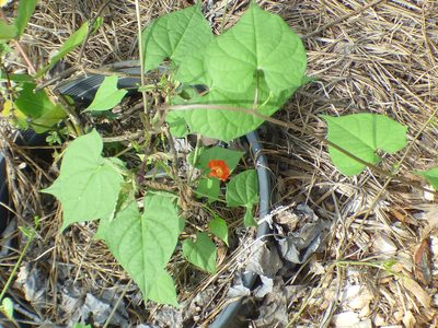 Ipomoea coccinea, photographed by kcthetc1