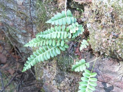Polypodium hesperium, photographed by Erin Springinotic