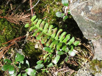 Polypodium hesperium, photographed by Erin Springinotic