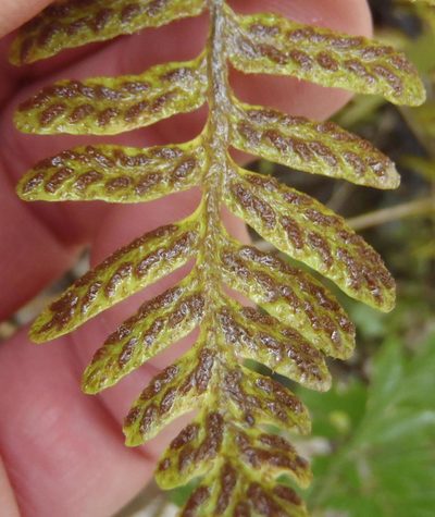 Asplenium capense, photographed by Nicola van Berkel