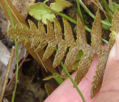 Asplenium capense, photographed by Nicola van Berkel