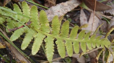 Asplenium capense, photographed by Nicola van Berkel