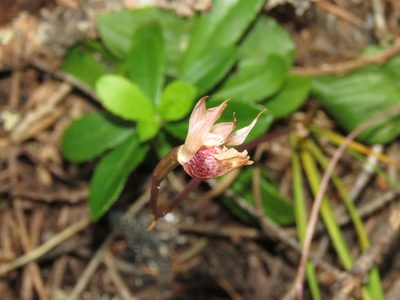 Calypso bulbosa, photographed by Erin Springinotic