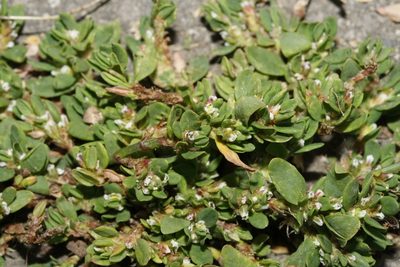 Polygonum arenastrum, photographed by Patrick Meurin