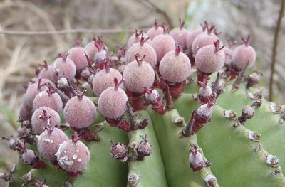 Euphorbia polygona, photographed by Nicola van Berkel