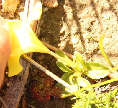 Moraea galaxia, photographed by Tony Rebelo