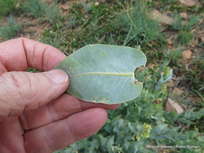 Gomphocarpus glaucophyllus, photographed by Peter Warren