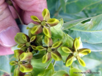 Gomphocarpus glaucophyllus, photographed by Peter Warren