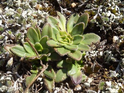 Craterostigma wilmsii, photographed by Andrew Hankey