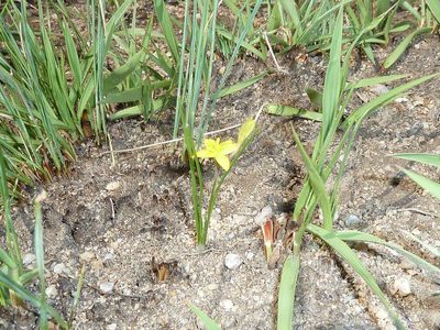 Hypoxis filiformis, photographed by Andrew Hankey