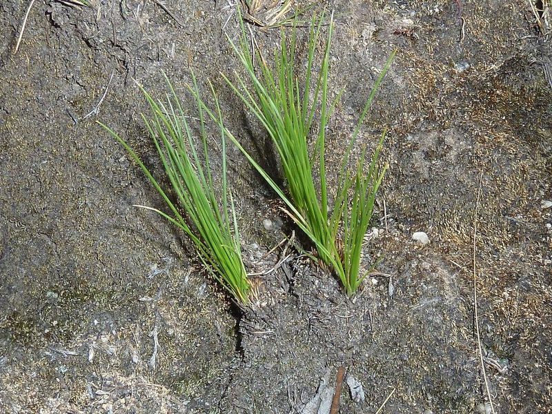 Chlorophytum calyptrocarpum, photographed by Andrew Hankey