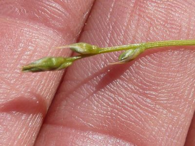 Chlorophytum calyptrocarpum, photographed by Andrew Hankey