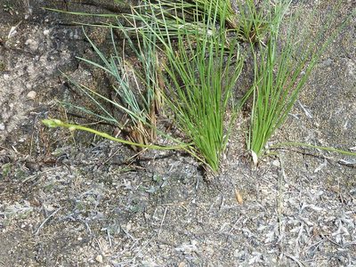 Chlorophytum calyptrocarpum, photographed by Andrew Hankey