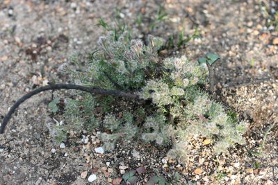 Serruria incrassata, photographed by Jacques van der Merwe