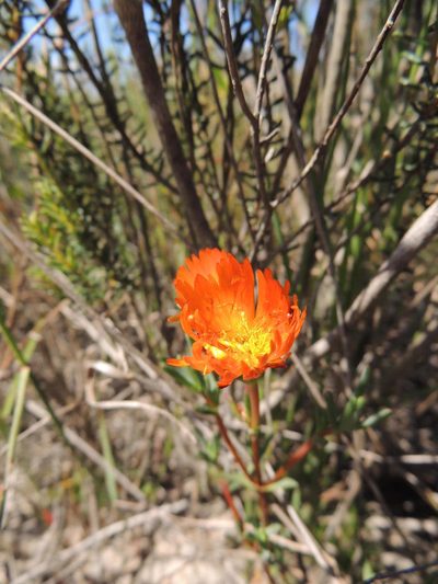 Lampranthus glaucoides, photographed by Jacques van der Merwe