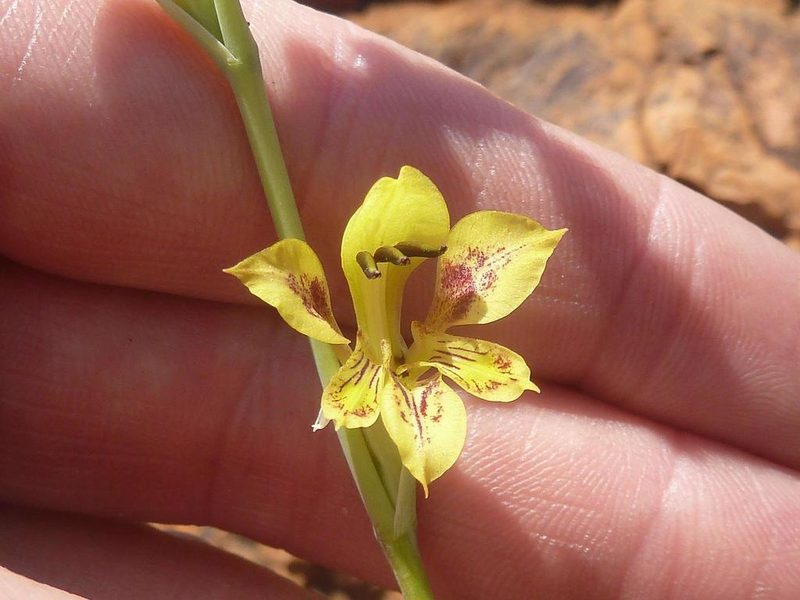 Gladiolus pardalinus, photographed by Andrew Hankey