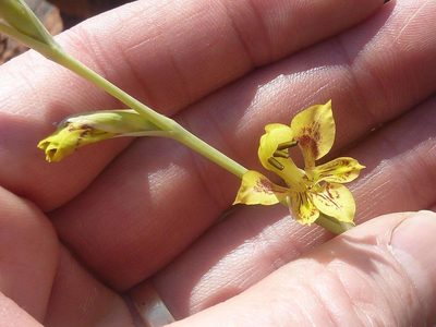 Gladiolus pardalinus, photographed by Andrew Hankey