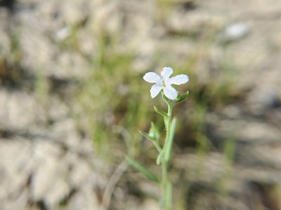 Euploca tenella, photographed by Samuel A Schmid, PhD, PWS