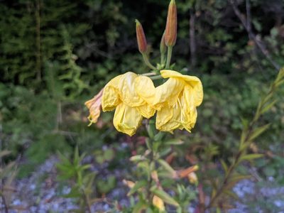 Oenothera glazioviana, photographed by Nick Kleinschmidt