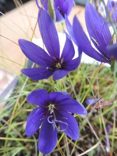 Geissorhiza lewisiae, photographed by Jacques van der Merwe