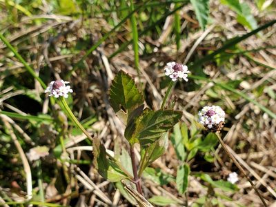 Phyla lanceolata, photographed by Samuel A Schmid, PhD, PWS