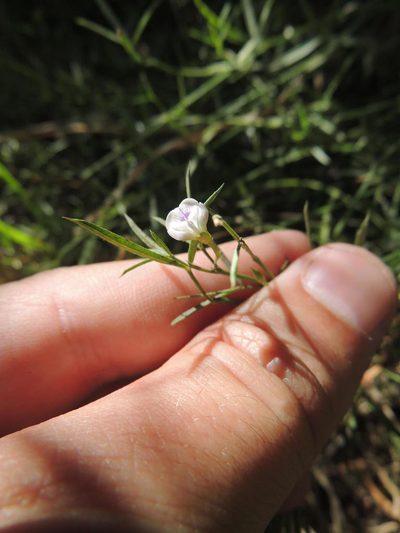 Psoralea glaucina, photographed by Jacques van der Merwe