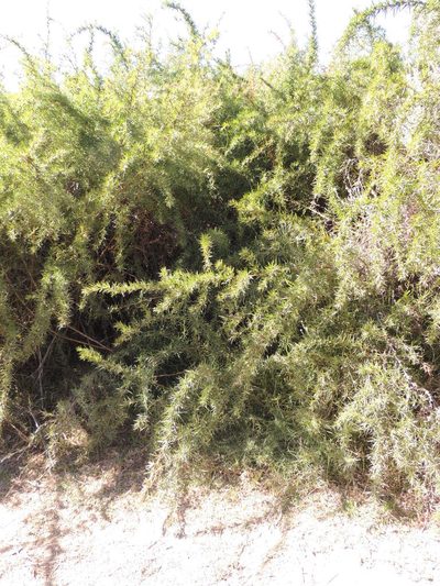 Psoralea glaucina, photographed by Jacques van der Merwe