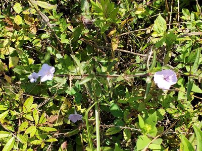 Ruellia humilis, photographed by Samuel A Schmid, PhD, PWS