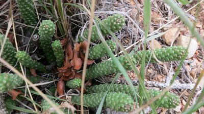 Euphorbia colliculina, photographed by Di Turner