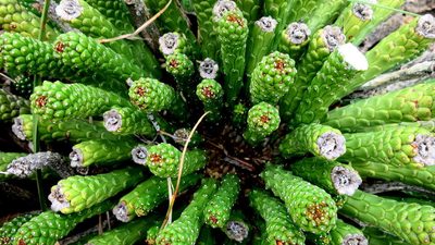 Euphorbia colliculina, photographed by Di Turner