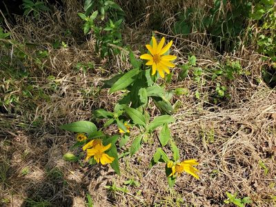 Helianthus hirsutus, photographed by Samuel A Schmid, PhD, PWS