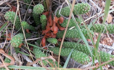 Euphorbia colliculina, photographed by Di Turner