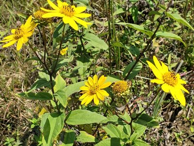 Helianthus hirsutus, photographed by Samuel A Schmid, PhD, PWS
