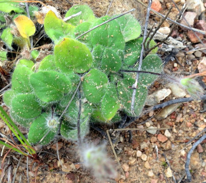 Pelargonium ladysmithianum, photographed by Di Turner