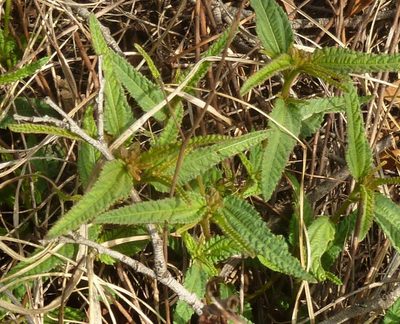 Corchorus confusus, photographed by M Kriek
