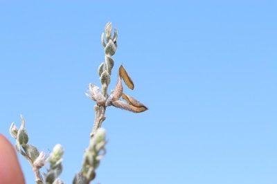 Amphithalea parvifolia, photographed by Brian du Preez