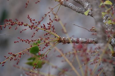 Comocladia guatemalensis, photographed by Neptalí Ramírez Marcial