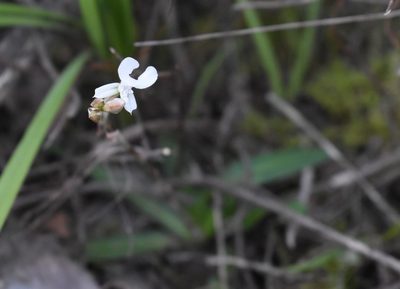 Disa sagittalis, photographed by Justin Ponder