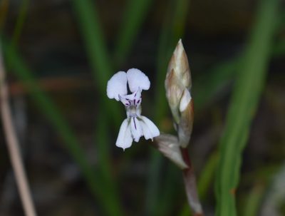Disa sagittalis, photographed by Justin Ponder