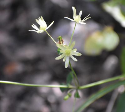 Knowltonia vesicatoria, photographed by Justin Ponder
