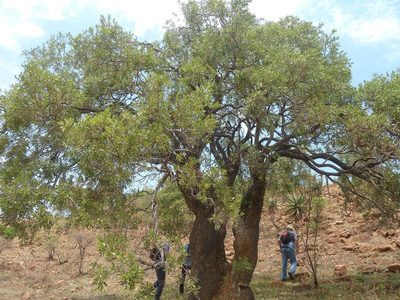 Ozoroa sphaerocarpa, photographed by Andrew Hankey