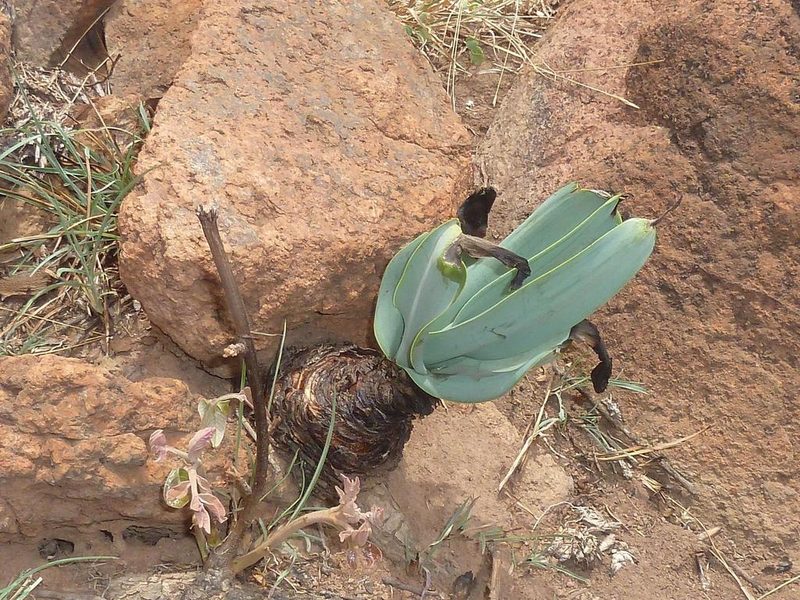 Ledebouria confusa, photographed by Andrew Hankey