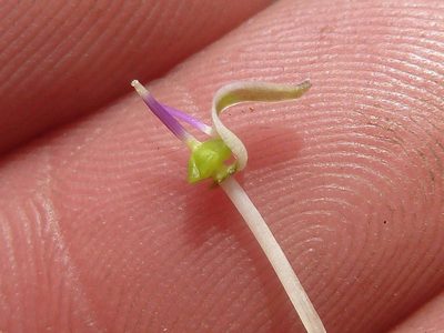 Ledebouria confusa, photographed by Andrew Hankey