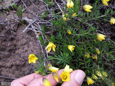Roepera spinosa, photographed by Chris Vynbos