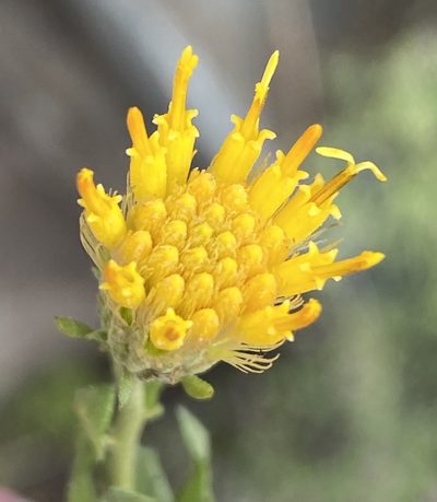 Pegolettia baccharidifolia, photographed by Dave U